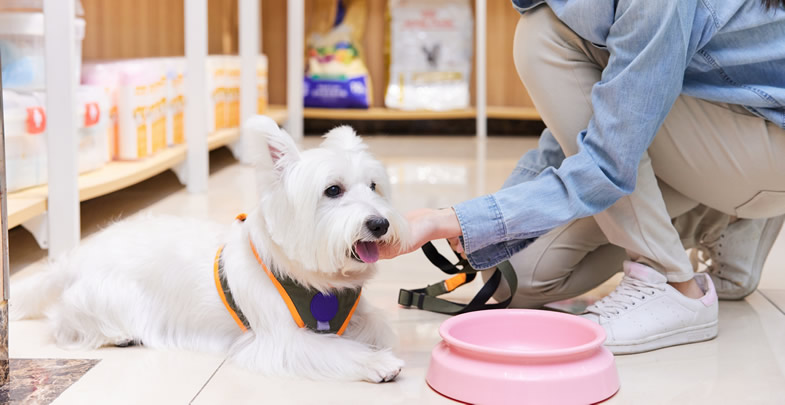 掘金蓝海 宠物食品销售——男性创业者的新机遇